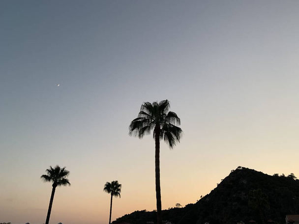 Palm trees against the background of mountains and blue sky. Silhouette of palm trees on a summer evening at sunset. Tall tropical trees and rocks in the background. - Photo, Image