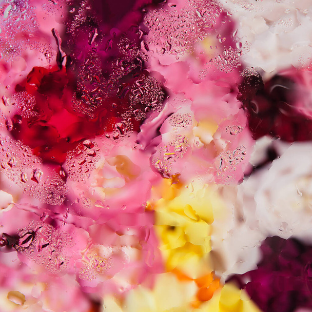 Värikäs ruusu kukkia nähnyt lasin läpi vesipisaroita. Abstrakti kukkaesteettinen. Luonnon käsite tausta. Valikoiva painopiste. - Valokuva, kuva
