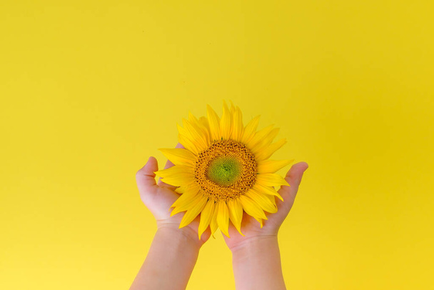 Ręce dzieci trzymające kwiat słonecznika. izolowany na żółtym tle. pozytywna koncepcja. Wysokiej jakości zdjęcie - Zdjęcie, obraz