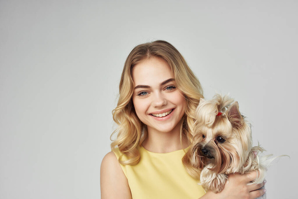 blonde fashionable purebred dog light background Studio - Photo, Image