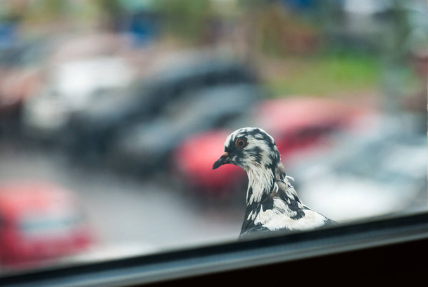 Black and white city pigeon on the ledge behind the window glass - Foto, Bild