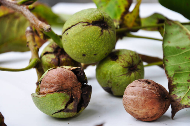 Walnut kernels and whole. Green unripe walnuts. Green leaves and unripe walnut. Walnut fruits. Raw walnuts in a green shell. Ripe walnut tree nuts. - Photo, Image