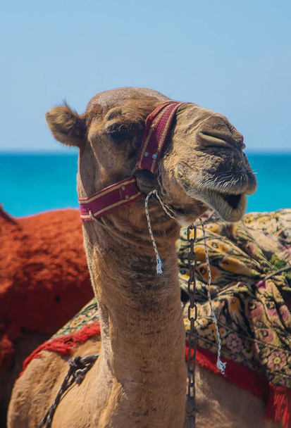 Camels on the coast of the desert sea. Selective focus. Nature. - Foto, immagini