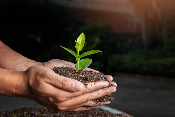Рука крупным планом человека, держащего обильную почву с молодым растением. Концепция зеленого мира - Фото, изображение