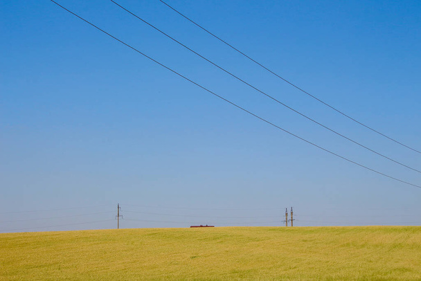 Green wheat field and blue sky - 写真・画像