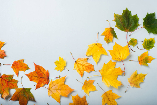Holiday autumn colorful leaves on grey background. top view, flat lay. Minimalistic concept - Valokuva, kuva