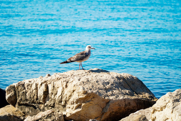 A sea gull sitting on a rock, against a background of blue sea water - Foto, Bild