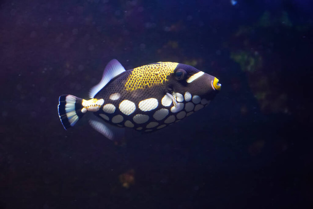 underwater image of tropical fish , saltwater aquarium - Фото, изображение