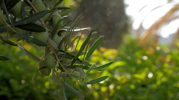 Gałąź drzewa oliwek Przed zielonym ogrodzie - Zdjęcie, obraz