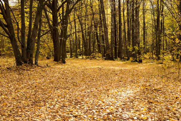 Autumn mood in the park and forest, golden foliage decorates the space - Foto, imagen
