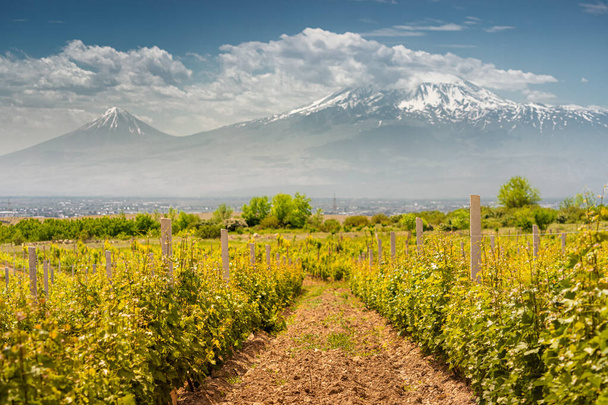 アルメニアの雄大なアララト山を背景に、滑らかなブドウ畑。ブドウ農業とワインの高品質品種の生産 - 写真・画像