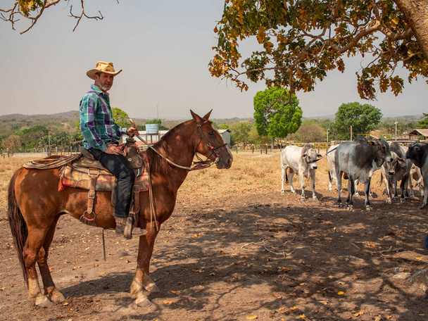 カウボーイはブラジルの牧場で馬に乗っているとても乾燥した土地で - 写真・画像