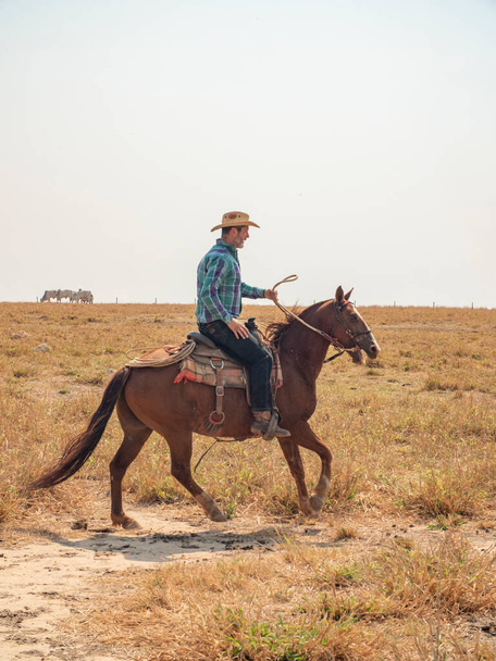 Ковбой їде верхи на фермі для худоби в Бразилії з дуже сухими землями. - Фото, зображення