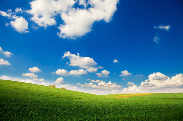 Green grass under blue sky - Photo, Image