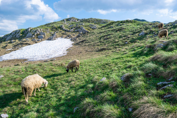 羊は、 ZabljakからPrevoj Sedloパスを通ってPluzineへの風光明媚な山道の近くに位置し、背景に雪と高い山の緑の丘に放牧します。デュルモーター国立公園。モンテネグロ. - 写真・画像