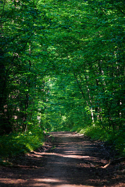 Beautiful green forest - Photo, Image