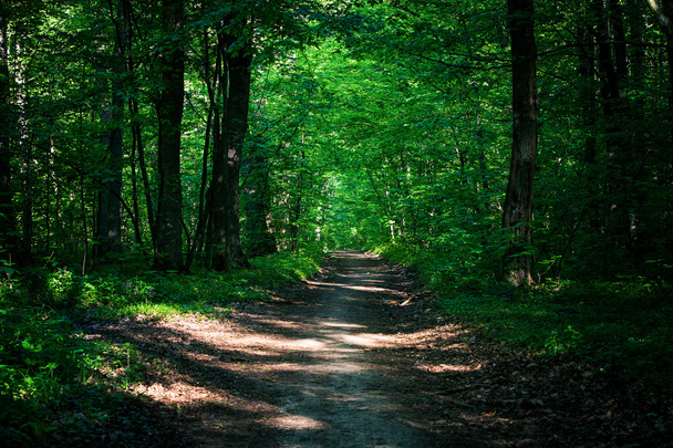 Pathway in green forest - Fotó, kép