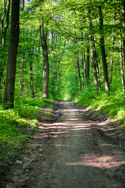 Pathway in green forest - Φωτογραφία, εικόνα