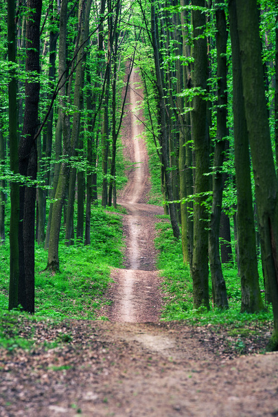 Pathway in green forest - Valokuva, kuva