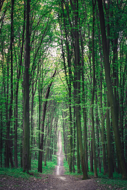 Caminho na floresta verde
 - Foto, Imagem