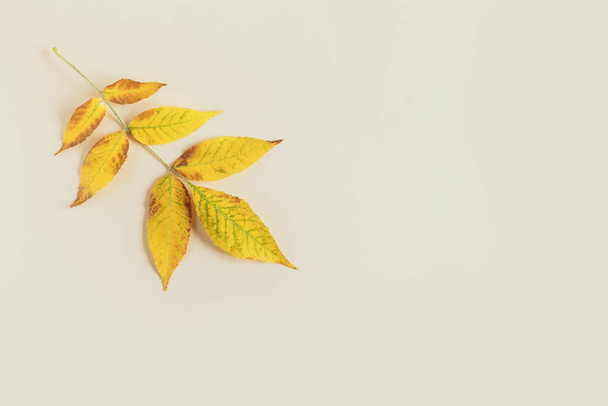 Beautiful yellow leaf on a yellow pastel background. Autumn background. Flat lay. Place for text. - Fotó, kép
