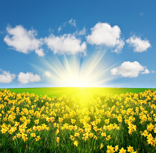Spring field and sun - Photo, Image