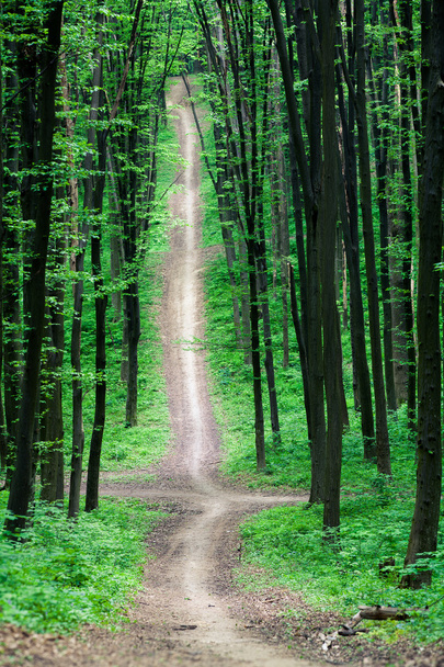 Pathway in green forest - Foto, Imagen