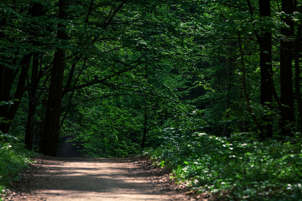 Pathway in green forest - Fotoğraf, Görsel