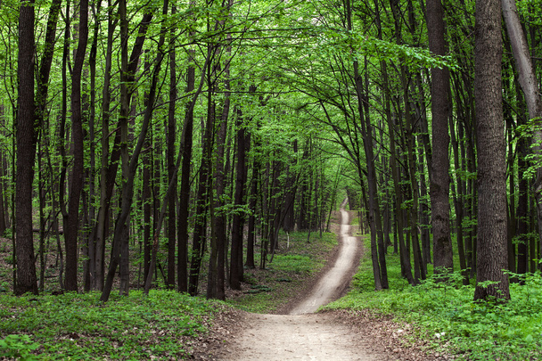 Pathway in green forest - Фото, зображення