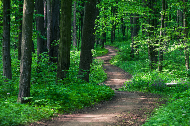 ścieżka w zielonym lesie - Zdjęcie, obraz