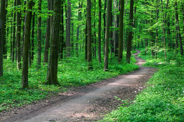 Pathway in green forest - Fotoğraf, Görsel