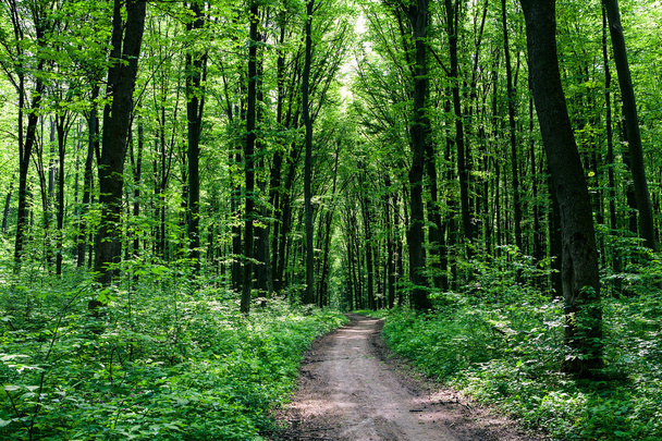 Pathway in green forest - Foto, Bild