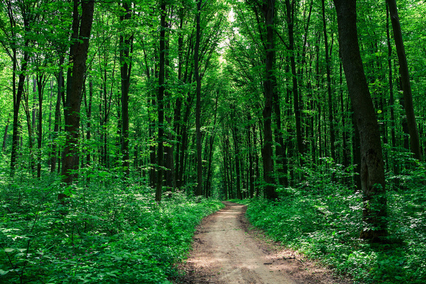 Pathway in green forest - 写真・画像