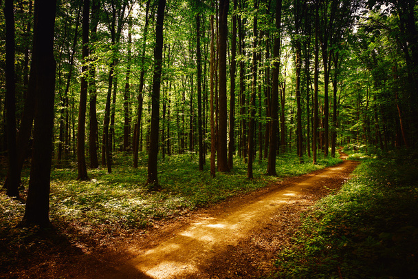 Pathway in green forest - Foto, Imagen
