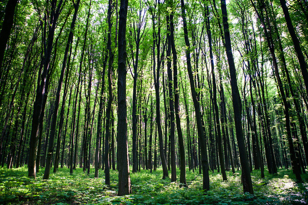 Floresta verde
 - Foto, Imagem