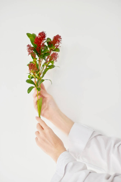 branch of red berries in woman's hand on white background. Beauty and health, spa. Lifestyle. A copy space for text. - Photo, image