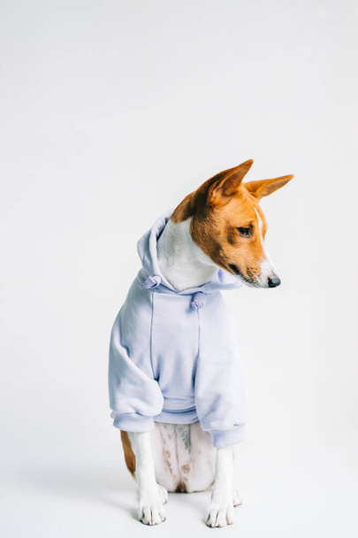 Portrait of funny red white basenji dog wearing hoodie. - Φωτογραφία, εικόνα