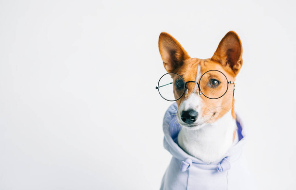 Portrait of funny red white basenji dog in eyeglasses and hoodie with copy space. - Foto, imagen