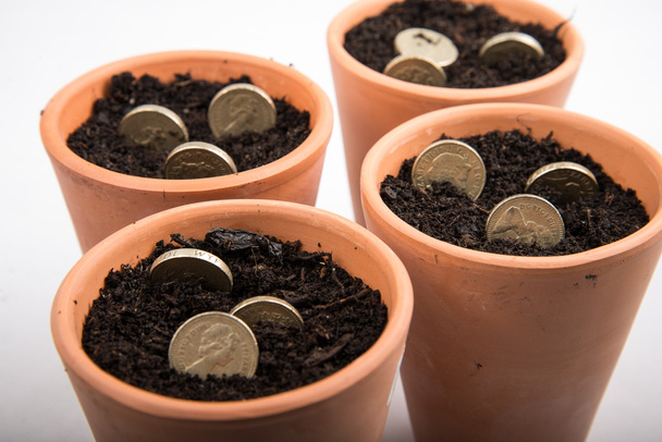 Growing money in pot - Photo, Image