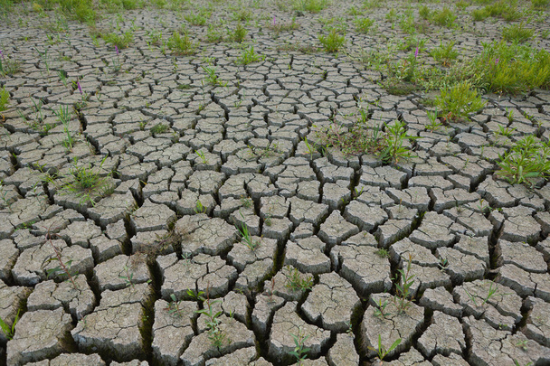 Cracked earth from drought - Φωτογραφία, εικόνα