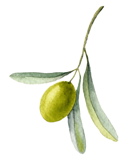Watercolor Olive Brunch. Hand painted illustration with green Leaves and ripe Fruit. Drawing on white isolated background for Oil label or invitations cards - 写真・画像