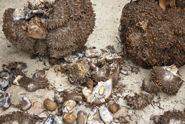 rostlinná slonovina - tagua ořechy - Fotografie, Obrázek