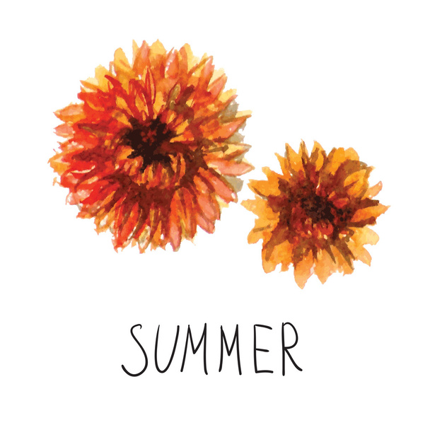 Tarjeta de verano con los crisantemos aislados
 - Vector, imagen