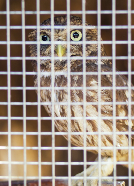owl in the cage - Фото, зображення