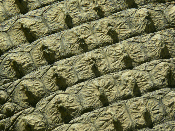 Krokodilbőr - Fotó, kép