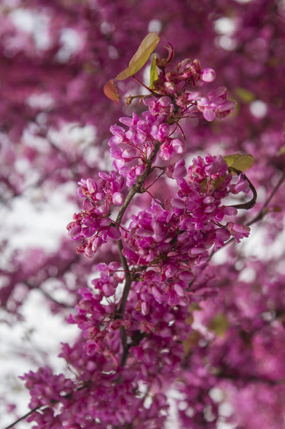 güzel syringa vulgaris ağaç - Fotoğraf, Görsel