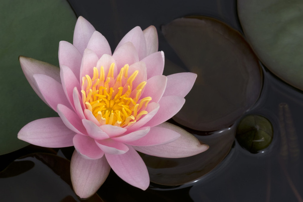 Розовая водяная лилия
 - Фото, изображение