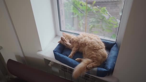 Gatto adulto zenzero lecca se stesso con la lingua vicino alla finestra su un letto per gli animali, fuori dalla finestra è freddo nuvoloso e il gatto è accogliente e caldo. gatto rosso si lava sul davanzale della finestra - Filmati, video