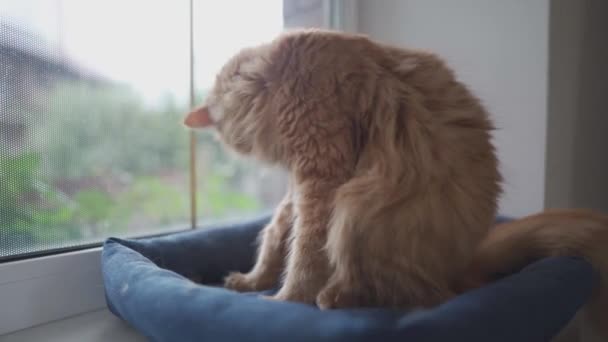 Kaunis punainen Maine Coon kissa pesee lemmikkieläinten sängyllä ikkunan luona pilvisellä säällä. Lemmikki puhdistaa takkinsa kielellään. Siisti aikuinen kissa nuolee itseään. Kissa pesee itsensä ikkunalaudalla - Materiaali, video