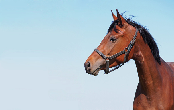 Portrait of young bay horse - Photo, Image